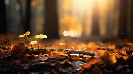 Wall Mural - close up falled leaves on ground with sunlight and bokeh, peaceful Autumn and fall season foliage wallpaper background, Generative Ai