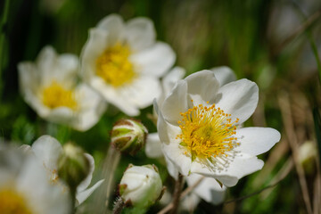 Wall Mural - Eightpetal mountain-avens