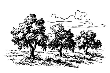 Rural landscape with trees in the field . Vintage hand drawn sketch vector illustration.