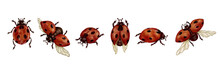 Set Of Watercolor Insects, Ladybugs.Vector Graphics.