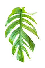 Wall Mural - tropical leaves isolated. Aesthetic floral element