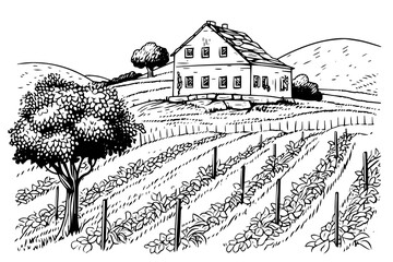 Wall Mural - Vineyard landscape engraving style. Vintage hand drawn sketch vector illustration.