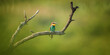 European bee-eater sitting on a tree branch.