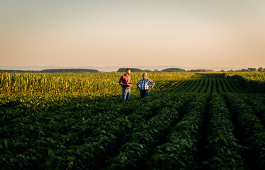 Two farmers standing in a field examining soy crop.