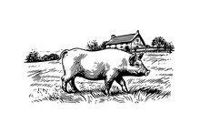 Hand Drawn Engraved Vector Picture Of Village Landscape With Pigs Eat Grass In The Pasture.