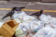 Three black crows on top of pile of plastic garbage bags which have been put out on a city street on garbage day. Crow are numerous and considered a nuisance.