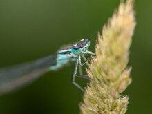Selected Focus Macro Of The Head Of A Common Blue Damselfly 