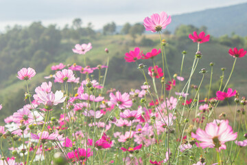 Wall Mural - pink cosmos field and mountain blur background