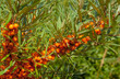 Pomarańczowe owoce ( jagody) rokitnika rośliny o właściwościach leczniczych.