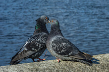 A Series Of Images. Two Blue Pigeons Are Sitting On A Stone Surface. Birds Are Engaged In A Love Game. They Kiss And Copulate. There Is A Water Space In The Background