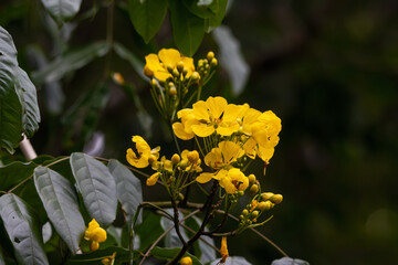 Wall Mural - yellow flowers