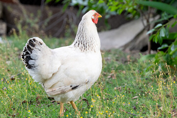 Poster - white chicken on the farm