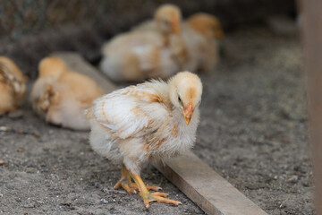 Poster - little chickens on the farm