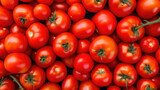 Fototapeta Kuchnia - Vibrant Tomato. Generative AI
