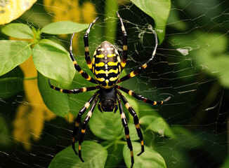Yellow and black spider on green leaves background. Insect Animal. High quality photo