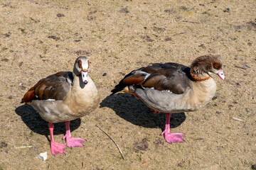 Canvas Print - close up portrait of egyptian geese Alopochen aegyptiaca