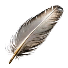 Feather Isolated On Transparent Background Cutout