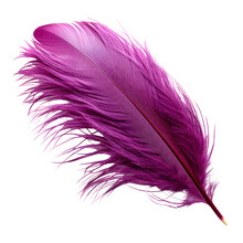 Pink Feather Isolated On Transparent Background Cutout
