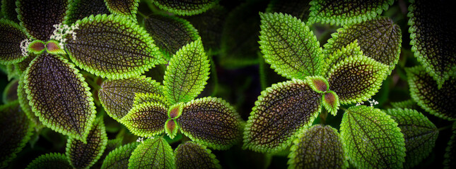 Sticker - the detail of tropic plant in a greenhouse