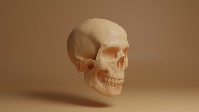 Men's skull 3d illustration. Beige color. Realistic skull