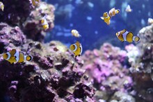 A bunch of The ocellaris clownfish, Amphiprion ocellaris, also known as the false percula clownfish or common clownfish