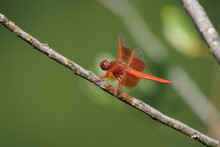 Flame Skimmer Dragonfly Perched On A Branch