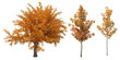 Set of Autumn Trees isolated