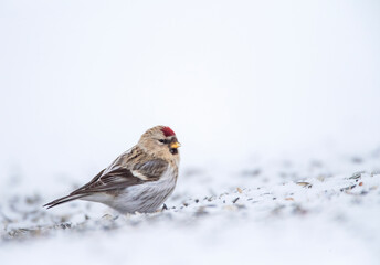 arctic redpoll, acanthis hornemanni
