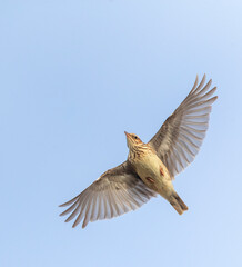 Wall Mural - Wood Lark, Lullula arborea