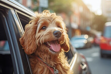 A Golden Doodle Dog With Their Head Out Of A Car Window As They Drive Through A City