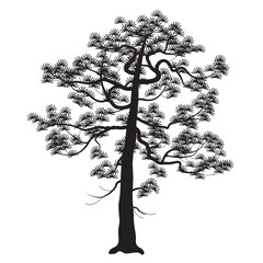 Wall Mural - Silhouette of Old Japanese Pine Tree