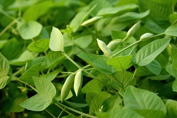 Wall Mural - The kidney bean is a common bean (Phaseolus vulgaris). New leaves on a green bean plant. a farming background Beans often resemble this.