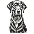 Black and Tan Coonhound dog hand drawn logo drawing black and white line art pets illustration