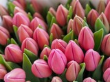 Fototapeta Tulipany - bunch of tulips in garden