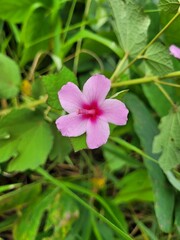 Wall Mural - pink flower