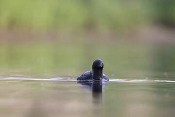 The Pacific loon or Pacific diver (Gavia pacifica), is a medium-sized member of the loon, or diver, family.