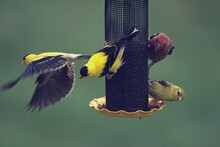 Finches On A Feeder