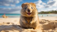 Adorable Quokka Bounces Across The Sandy Beach, Its Round Cheeks And Infectious Smile Melting The Hearts Of All Who Encounter It. Generative AI