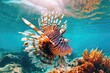 Underwater, a predatory lionfish was photographed. A deadly redfish lives on a tropical reef. Snorkeling among the diverse aquatic life of the coral reef. coral reefs, fish, and the sea