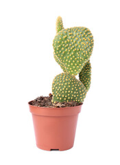 Wall Mural - Beautiful green Opuntia cactus in pot on white background