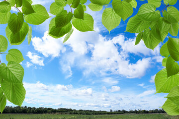 Wall Mural - Beautiful blue sky with clouds over field, view through vibrant green leaves