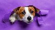 cute dog coming out of a purple paper wall in high resolution and sharpness