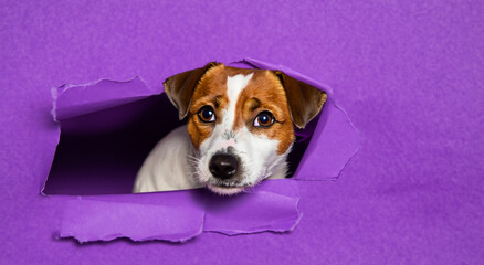 cute dog breaking through a paper wall