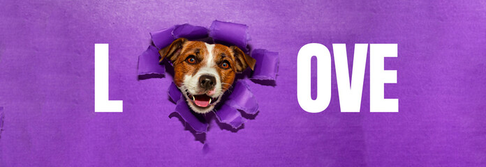 beautiful dog coming out of a purple paper wall