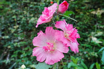 Wall Mural - Sidalcea Party Girl
Miniature Hollyhock, False Mallow, Checkerbloom