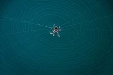 spider on web