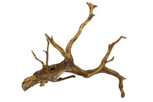 Artistic Driftwood Dry Tree Trunk For Decoration Isolated On Transparent Background. PNG Transparency