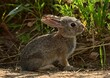 a cute  baby white-tailed jack rabbit along the trail in  summer at stearns lake in the carolyn holmberg preserve in boulder county, near broomfield,  colorado