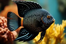 A Close-up Shot Of A Majestic Angelfish Swimming Gracefully Among The Coral Formations, Its Iridescent Colors And Intricate Patterns Creating A Captivating Display Of Beauty And Elegance