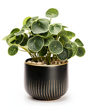 Chinese Money Plant. House Plants In A Golden Pot Isolated On White